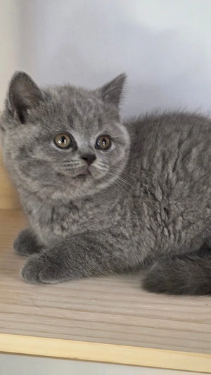 British shorthair blue puiuț  - imagine 3
