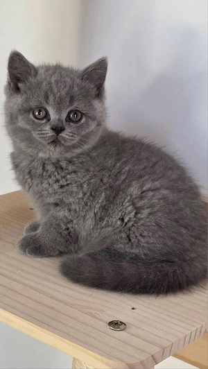 British shorthair blue puiuț 