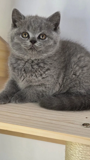British shorthair blue puiuț  - imagine 4