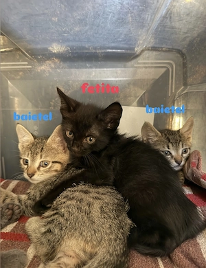 3 pui pisica !adoptie!