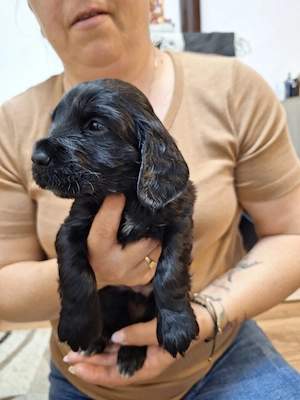Vănd Cocker Spaniel 