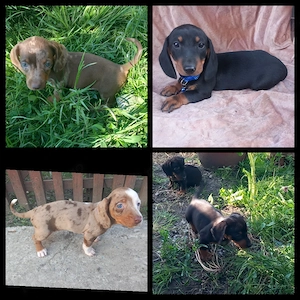 Cățel teckel negru cu pete de foc (tekel,Dachshund,techel