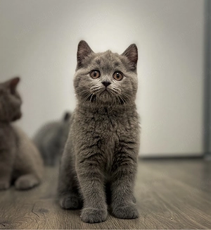 Pui british shorthair lilac și blue