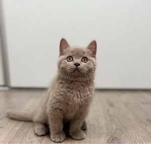 Pui british shorthair lilac și blue