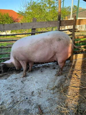 scroafa pt sacfrificat 