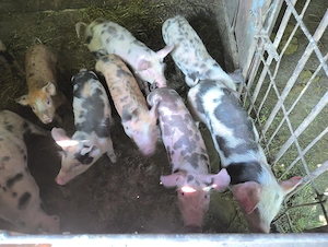 Purcei pietran cu duroc 8 săptămâni vând sau schimb - imagine 3