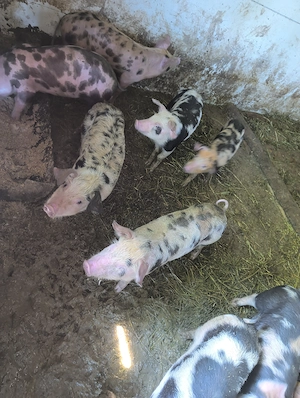 Purcei pietran cu duroc 8 săptămâni vând sau schimb - imagine 2