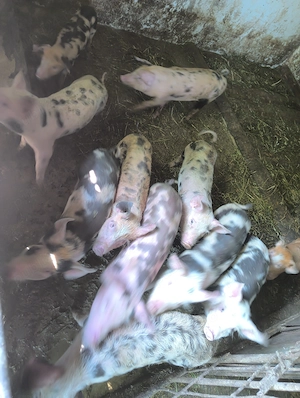 Purcei pietran cu duroc 8 săptămâni vând sau schimb - imagine 4