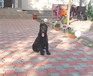 Fetitza 2 luni Ciobanesc German Negru-Parinti cu Pedigree