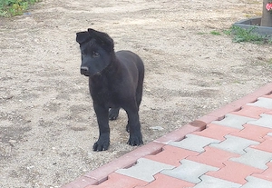 Fetitza 2 luni Ciobanesc German Negru-Parinti cu Pedigree - imagine 2