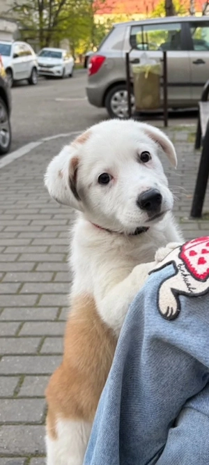 Cățelușă spre adopție gratuită