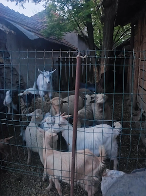 Iezi iedite si o mieluta 