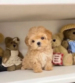 Maltipoo pudel mini toy 