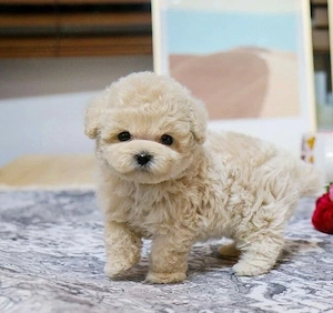 Maltipoo Pudel Poodle mini toy  - imagine 2