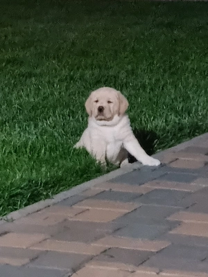pui labrador retriver