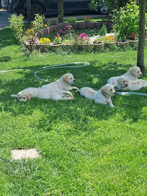 pui labrador retriver - imagine 3