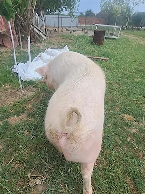 Scroafa de vânzare 