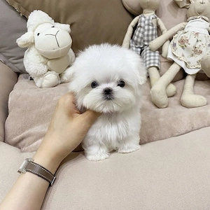 Bichon Maltez Mini Toy  - imagine 2