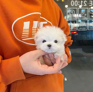 Bichon Maltez Mini Toy  - imagine 3