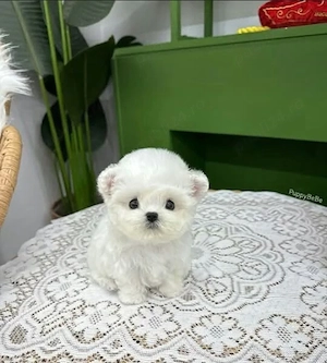 Bichon Maltez Mini Toy  - imagine 2