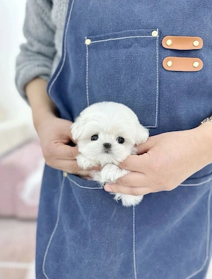 Bichon Maltez Mini Toy 