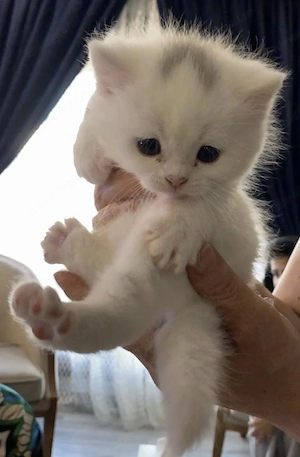 British shorthair white 
