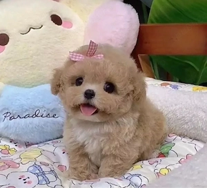 Maltipoo Caniche  Pudel Poodle  Mini Toy  - imagine 4