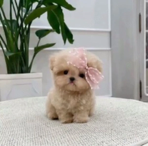 Maltipoo Caniche  Pudel Poodle  Mini Toy  - imagine 2