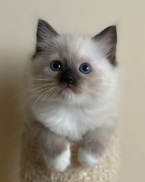 Ragdoll 850 lei