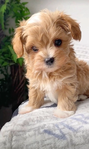 Maltipoo Caniche  Pudel Poodle Mini Toy 