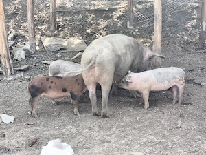 Vând purcei diferite vârste 