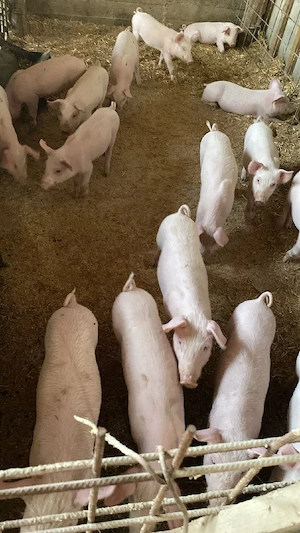 De vânzare purcei de 8 săptămâni 