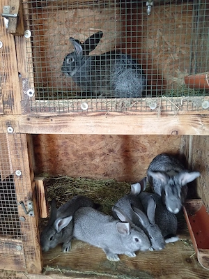 Iepuri rasa chinchilla mare 