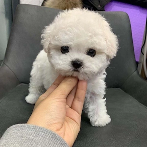 Caniche Pudel Poodle Mini Toy 