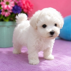 Caniche Poodle Pudel Mini Toy 