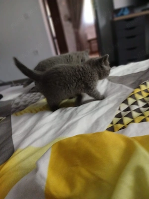 ma vrea cineva acasa?