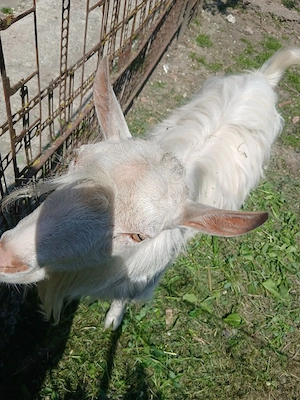 Bakk Kecske eladó. Capră de vânzare 
