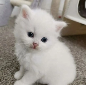 Ragdoll white superb 