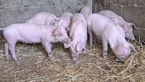 disponibili purcei landras - imagine 4