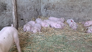 disponibili purcei landras - imagine 3