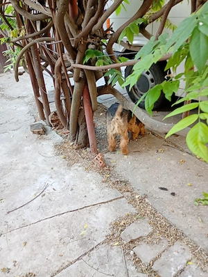 Vând câine Welsh terrier - imagine 3