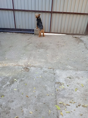 Vând câine Welsh terrier - imagine 4