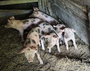 Vând purcei de 8 săptămâni 