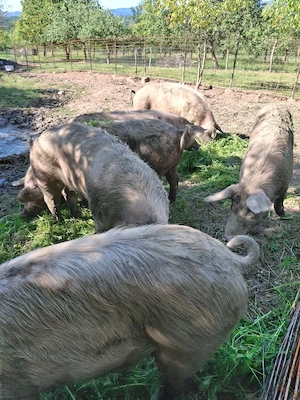 Vând porci grași  - imagine 2