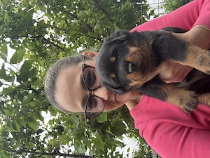 Vând pui rottwailler