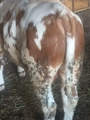 vand tauras pentru sacrificat