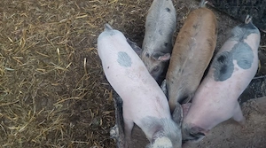 purcei de rasa 4 bucati 150 lei toți 