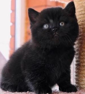 British Black 
