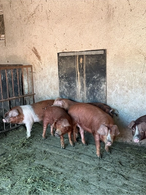 porci soldani 30-45kg