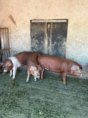 Porci soldani 30-45kg